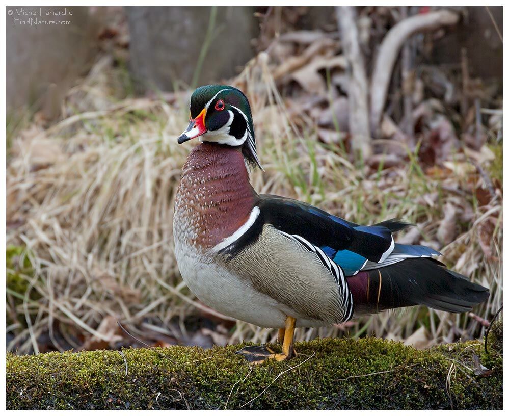 Wood Duck male adult