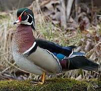 Wood Duck