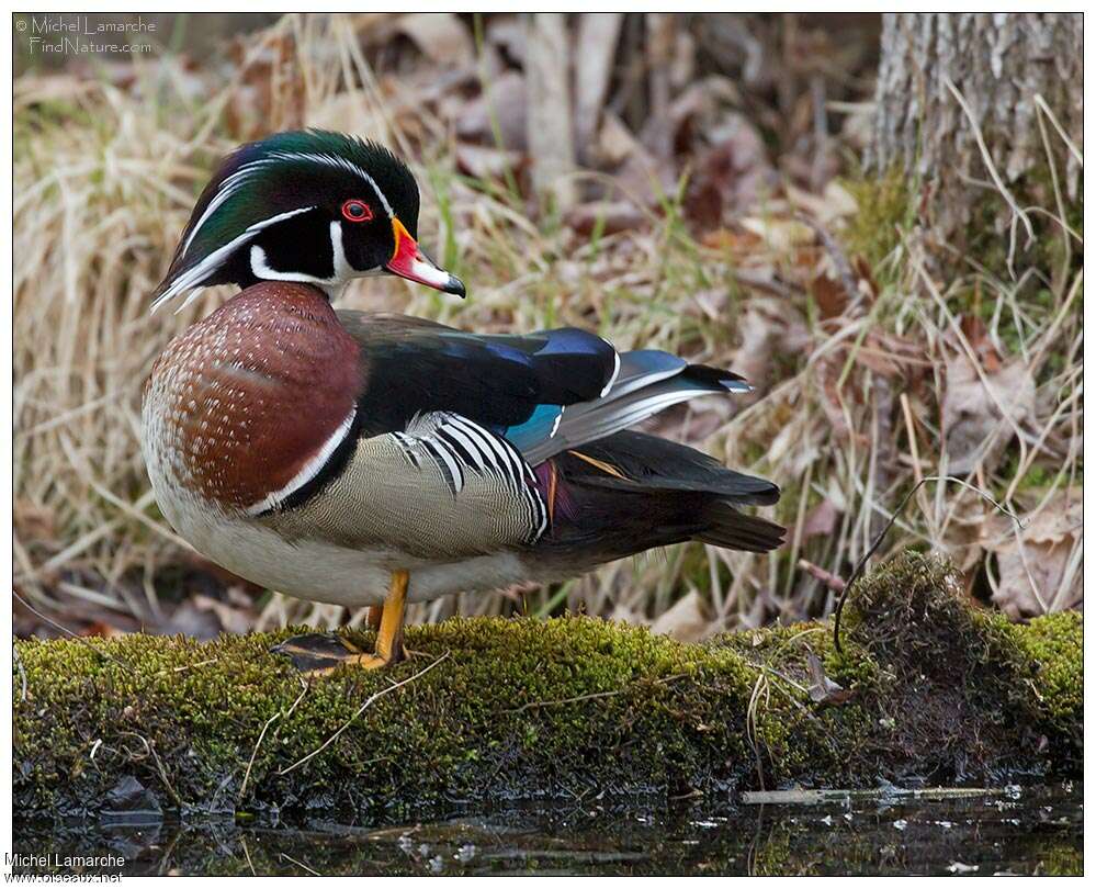 Wood Duck male adult breeding, identification