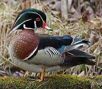 Wood Duck