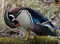 Wood Duck