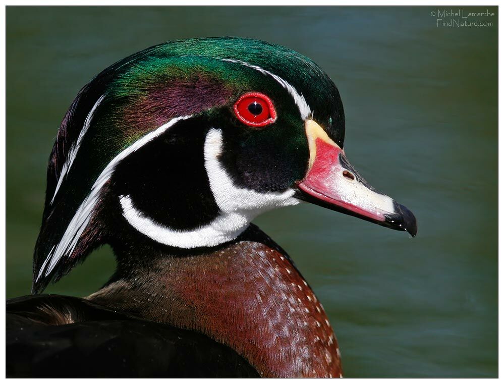 Canard carolin mâle adulte