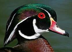 Wood Duck