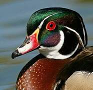 Wood Duck