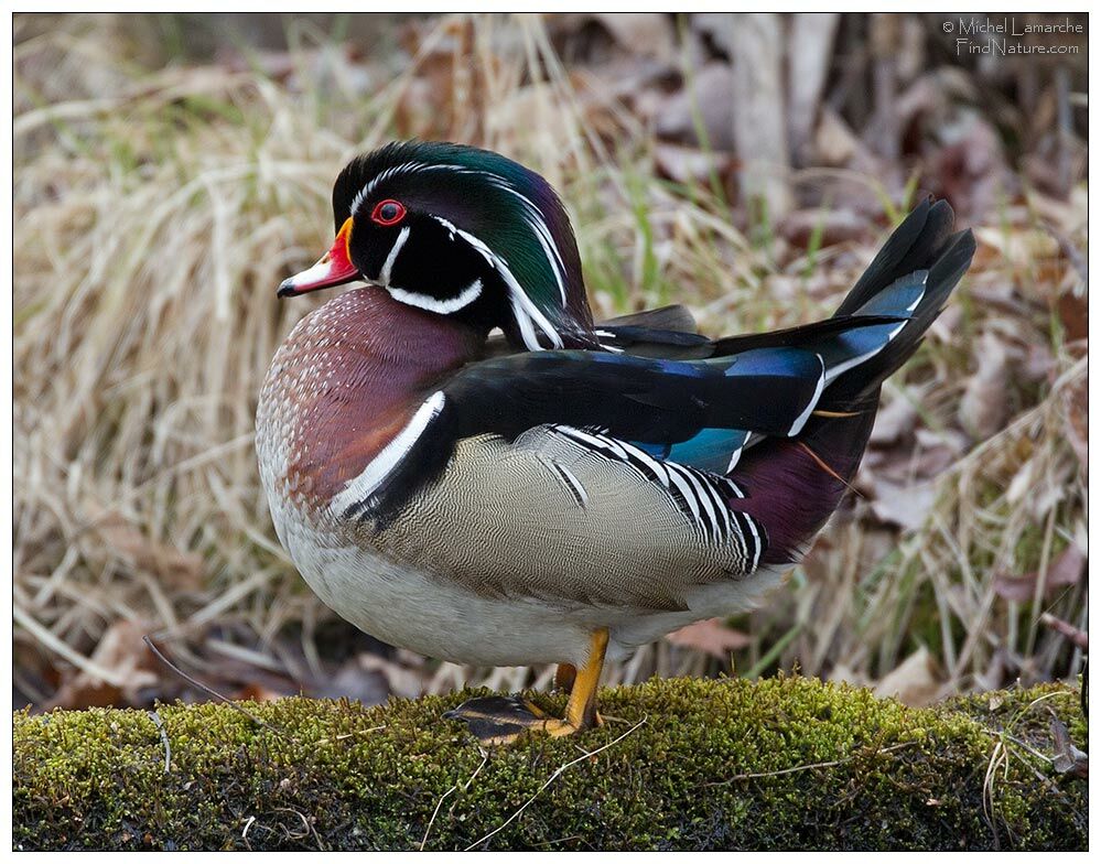 Wood Duck male adult