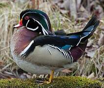 Wood Duck