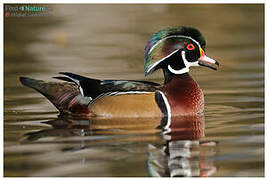 Wood Duck