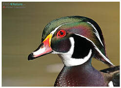 Wood Duck