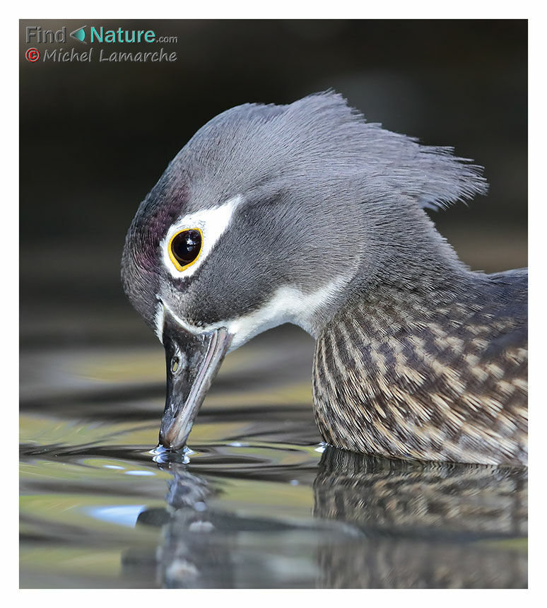 Wood Duck