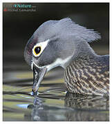 Wood Duck