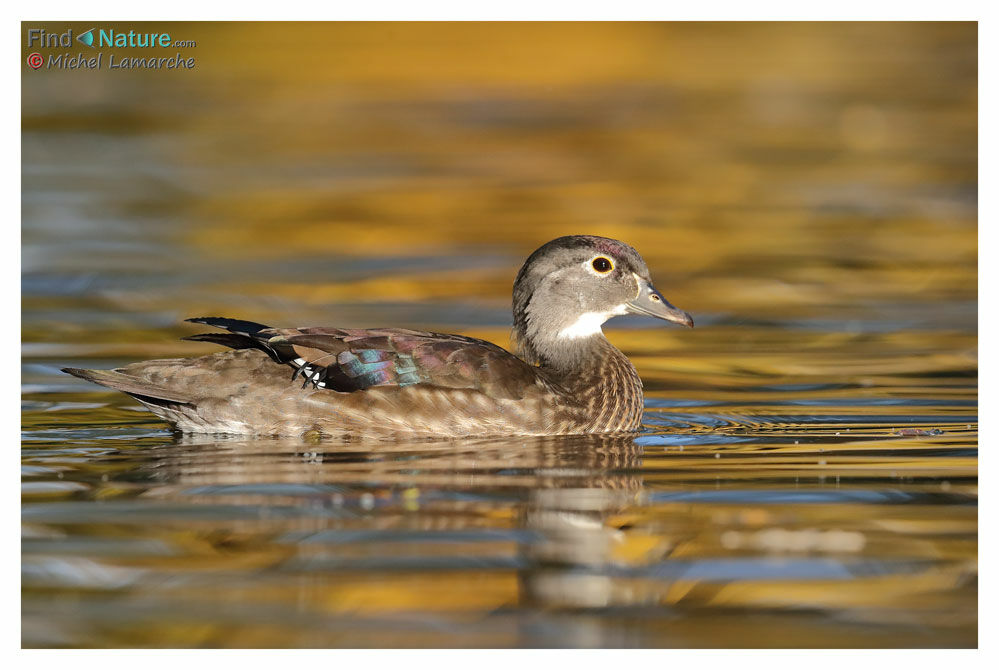 Wood Duck