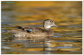 Wood Duck