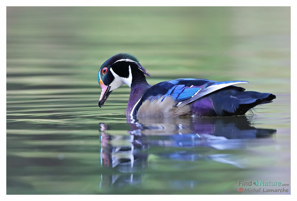 Wood Duck