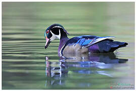 Wood Duck