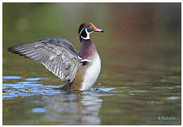 Wood Duck