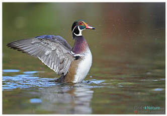 Canard carolin