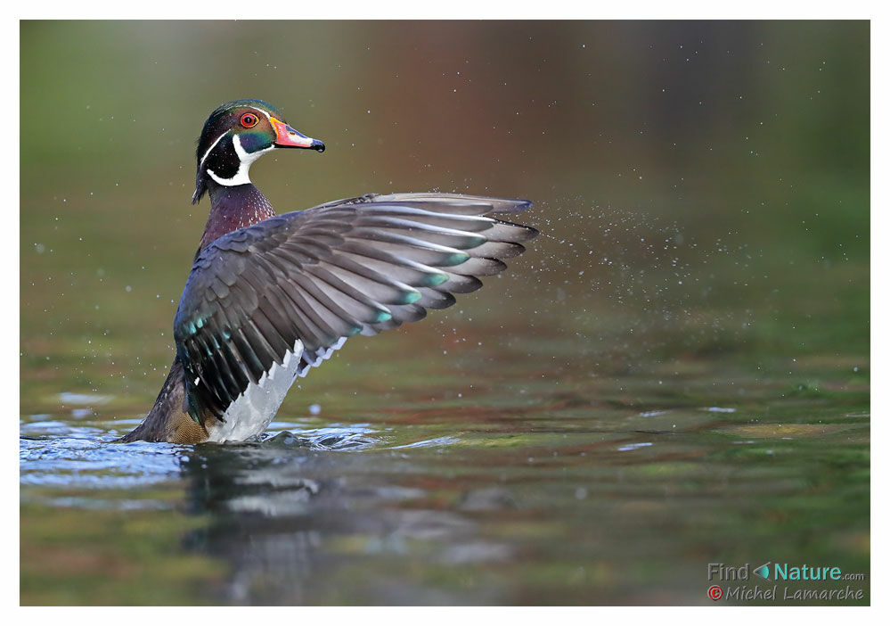 Wood Duck