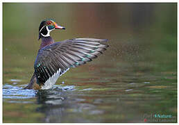 Canard carolin