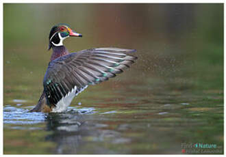 Canard carolin