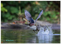 Canard carolin