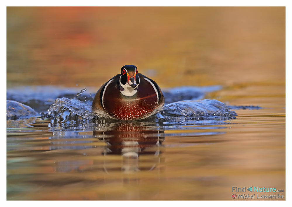 Wood Duck