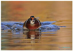 Wood Duck