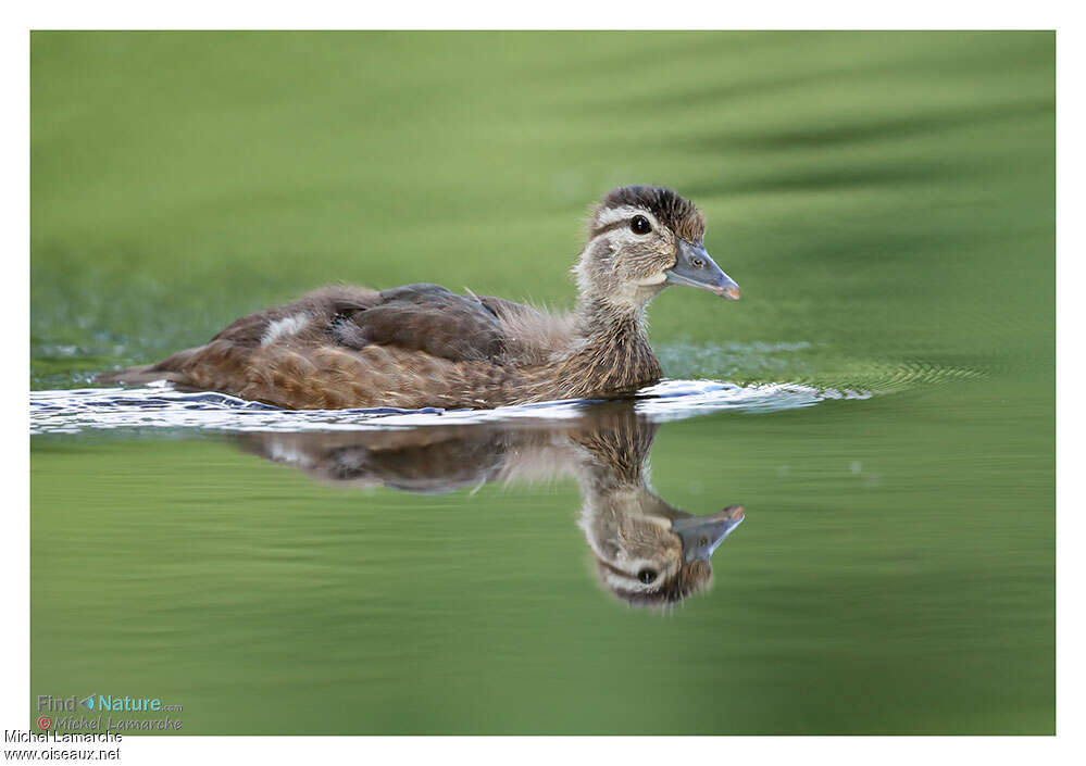 Canard carolinjuvénile, identification