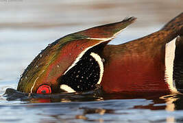 Wood Duck