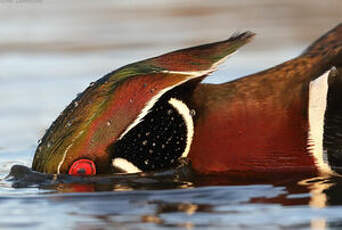 Canard carolin