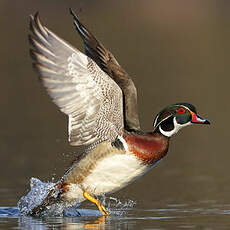 Canard carolin