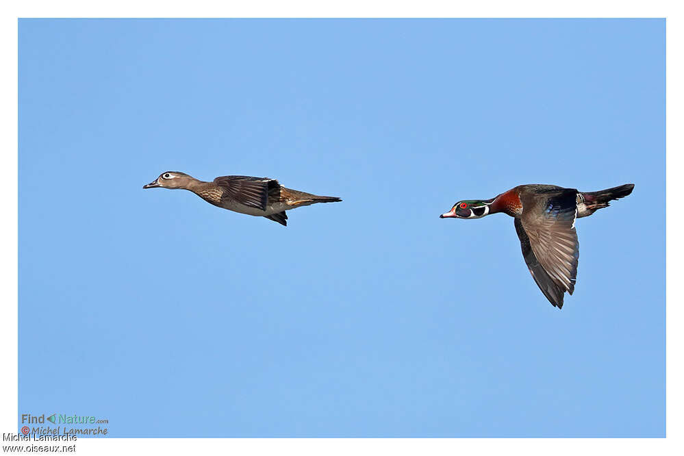 Canard carolin mâle adulte, Vol