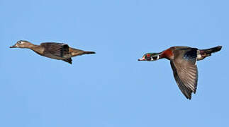 Wood Duck