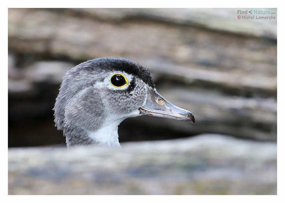 Canard carolin femelle