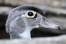 Wood Duck