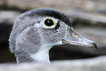 Canard carolin