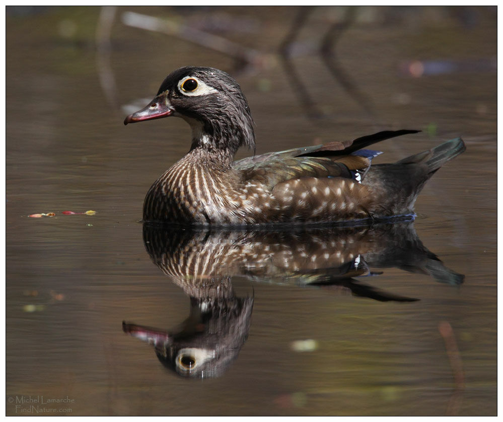 Wood Duck female adult