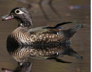 Canard carolin