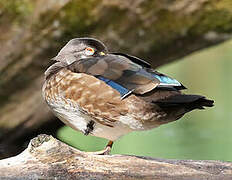 Wood Duck