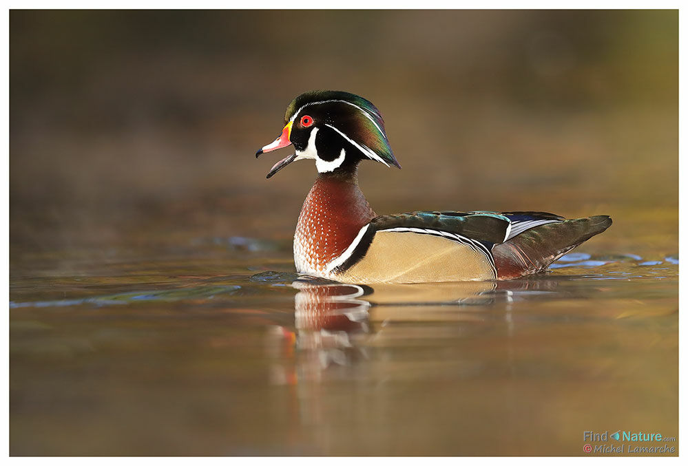 Canard carolin mâle adulte