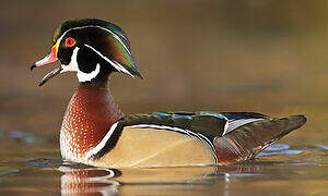 Wood Duck