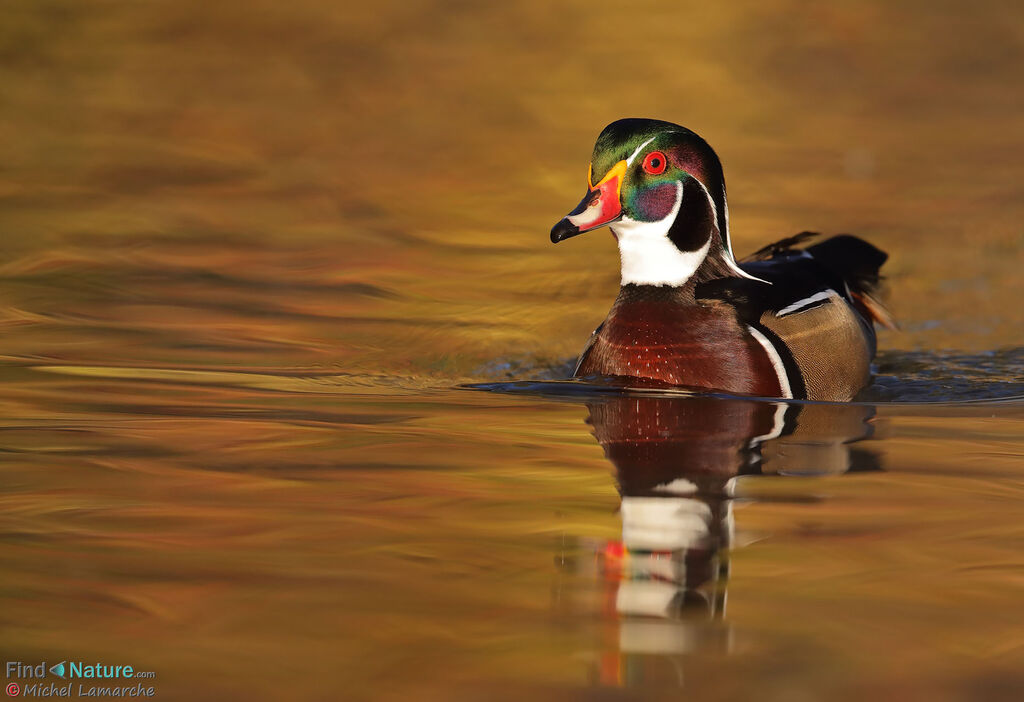 Wood Duck male adult