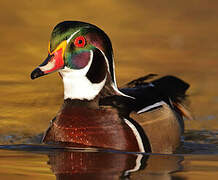 Wood Duck