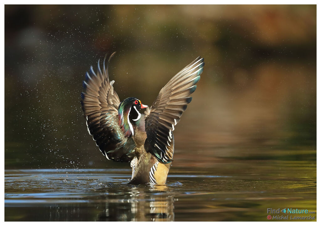 Canard carolin mâle adulte