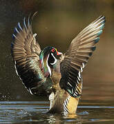 Wood Duck