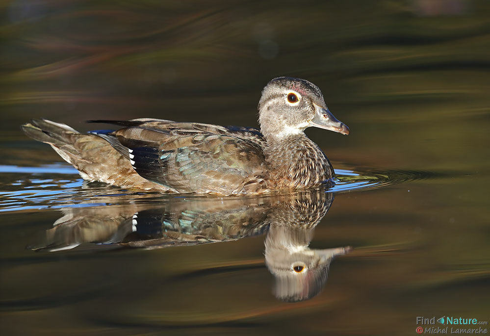 Canard carolin femelle adulte