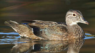 Wood Duck