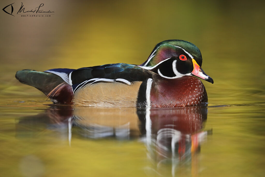 Wood Duck male adult breeding