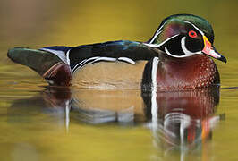 Wood Duck