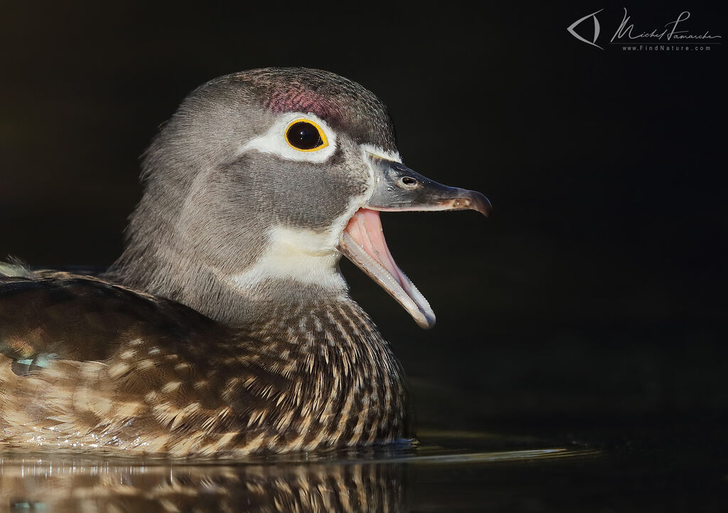 Canard carolin femelle adulte