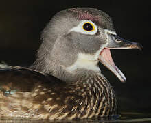 Canard carolin